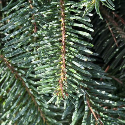 Fir Tree - Caucasian Abies