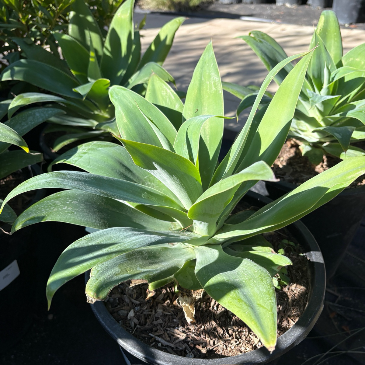 Agave-Fox Tail