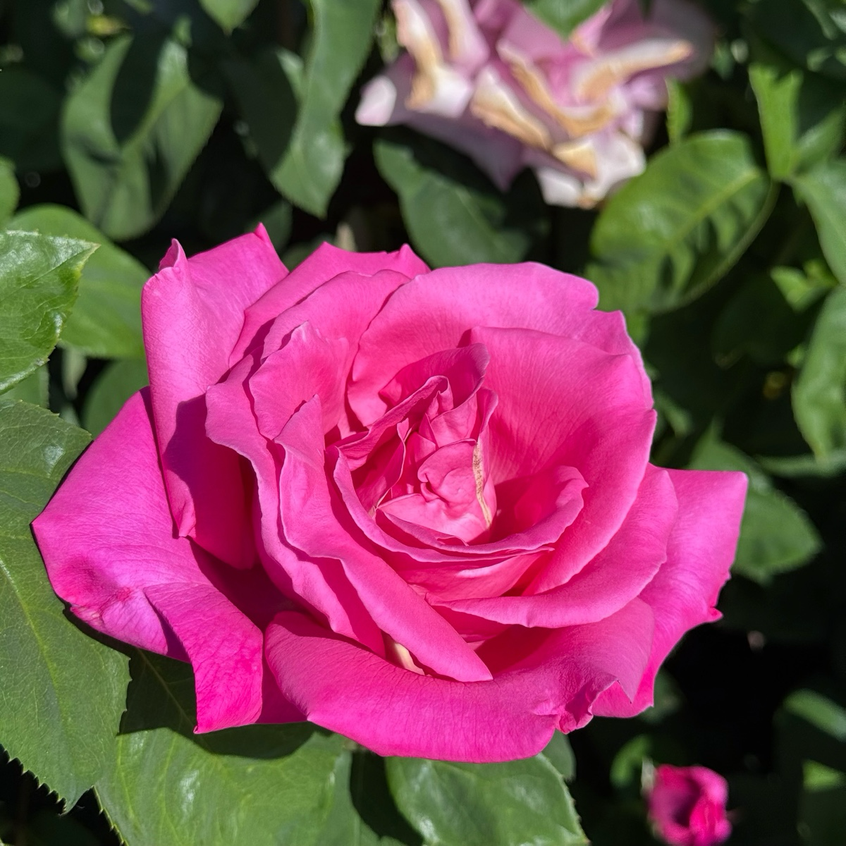 Perfume Factory™ Rose