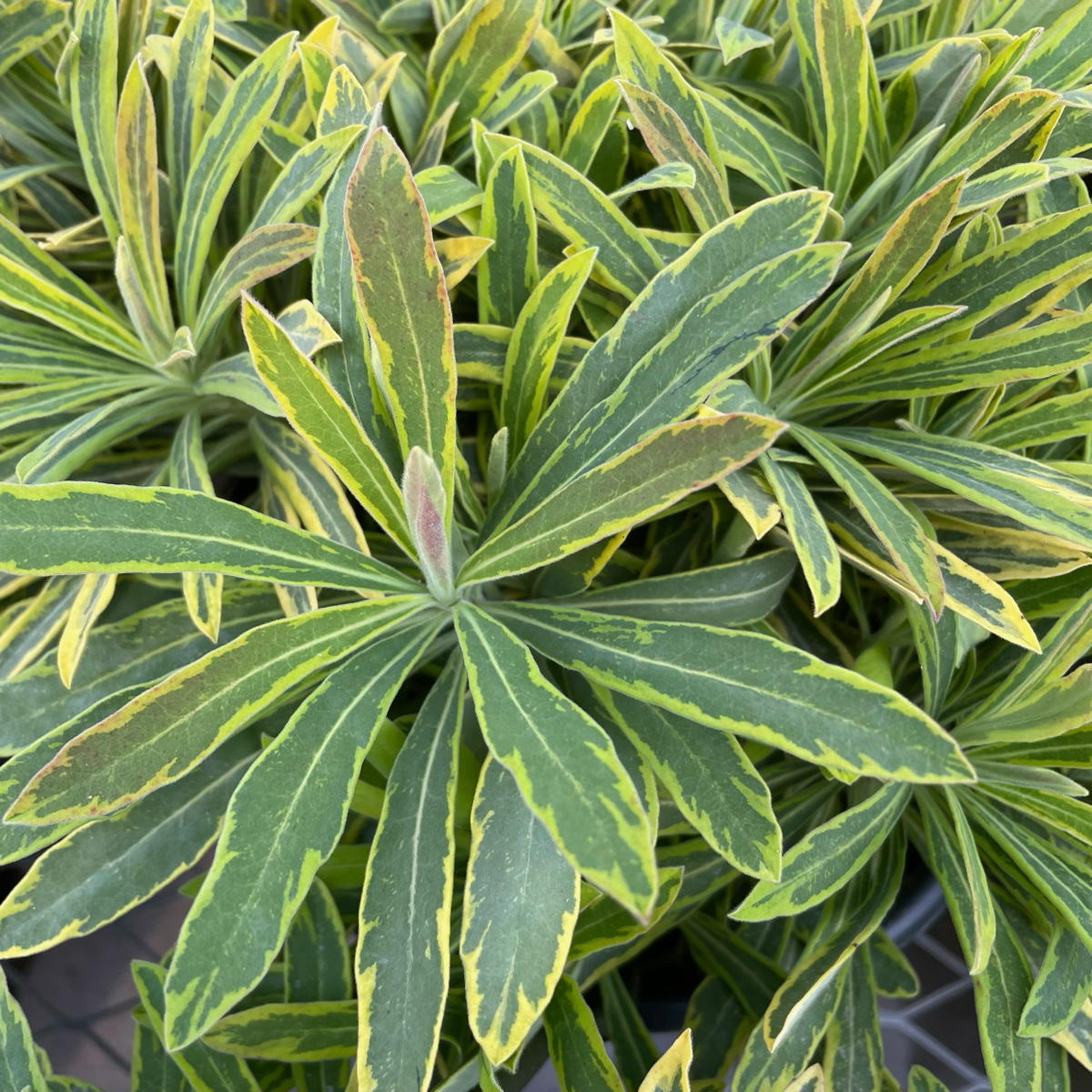 Ascot Rainbow Spurge