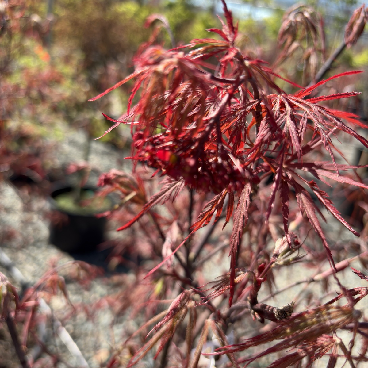 Crimson Queen Lace Japanese Maple