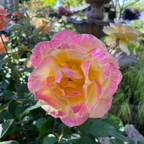 Strike It Rich Rose