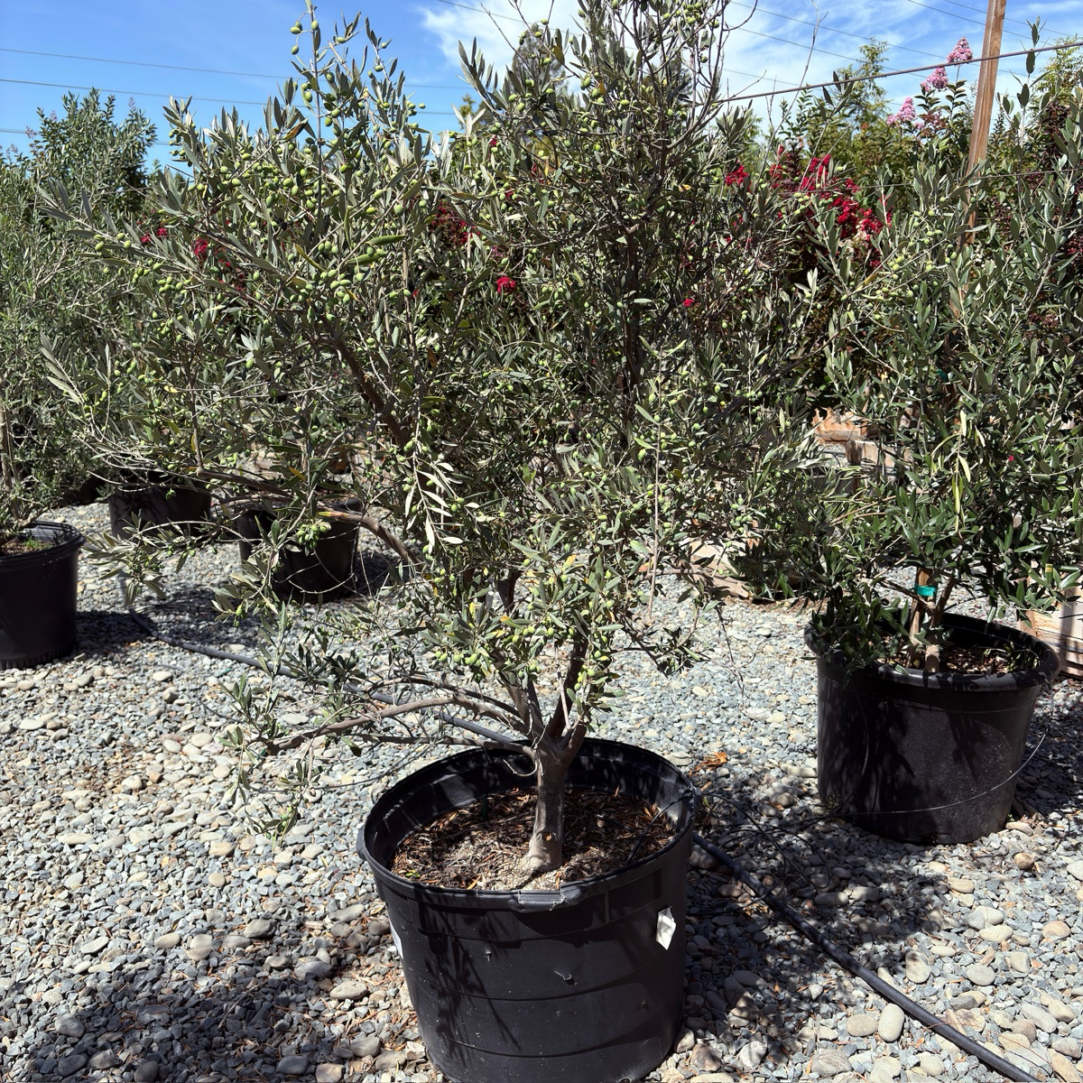 Wilsonii Olive