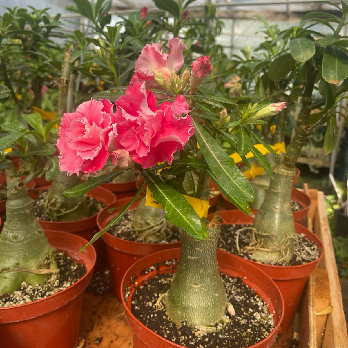 Desert Rose