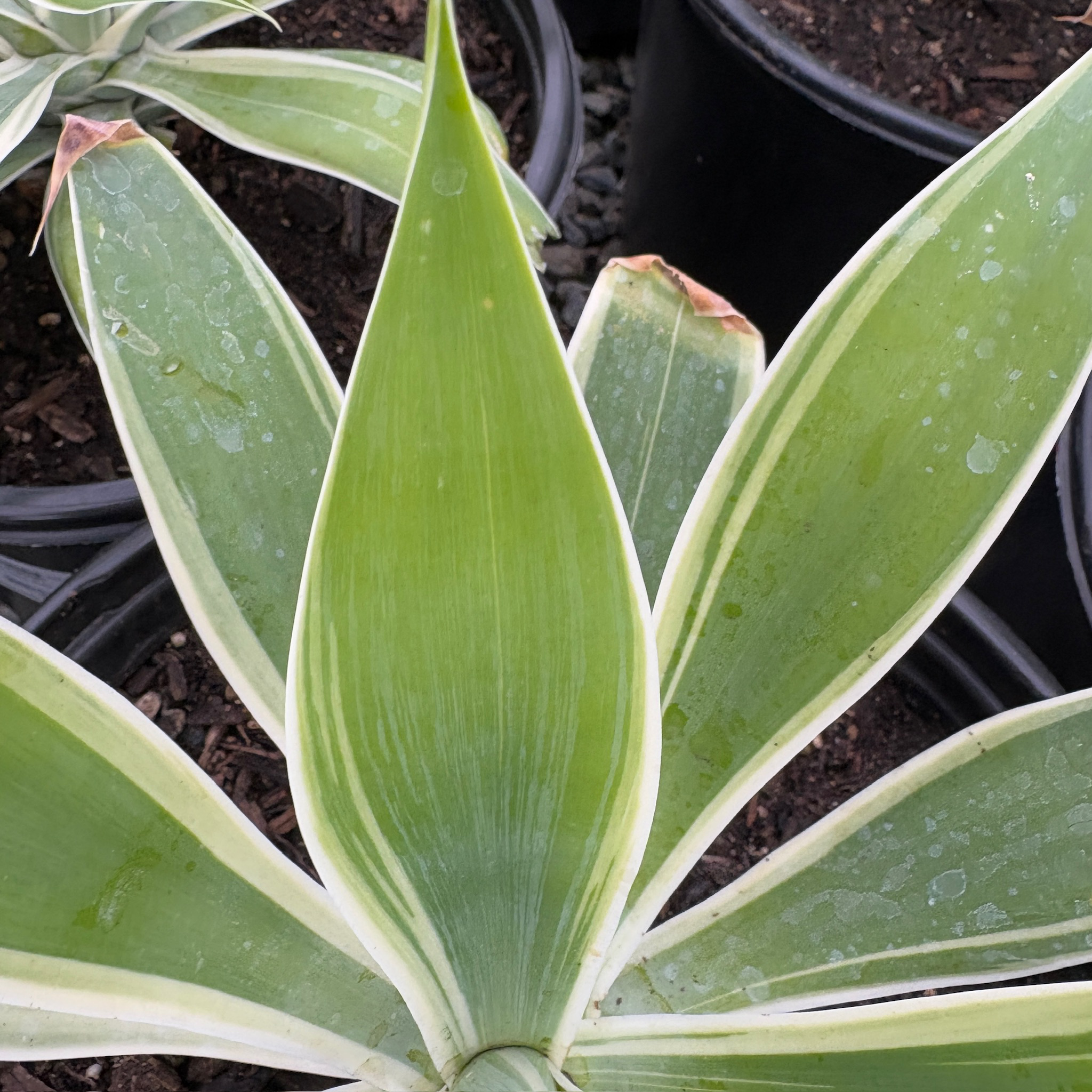 Ray of Light  Fox Tail Agave