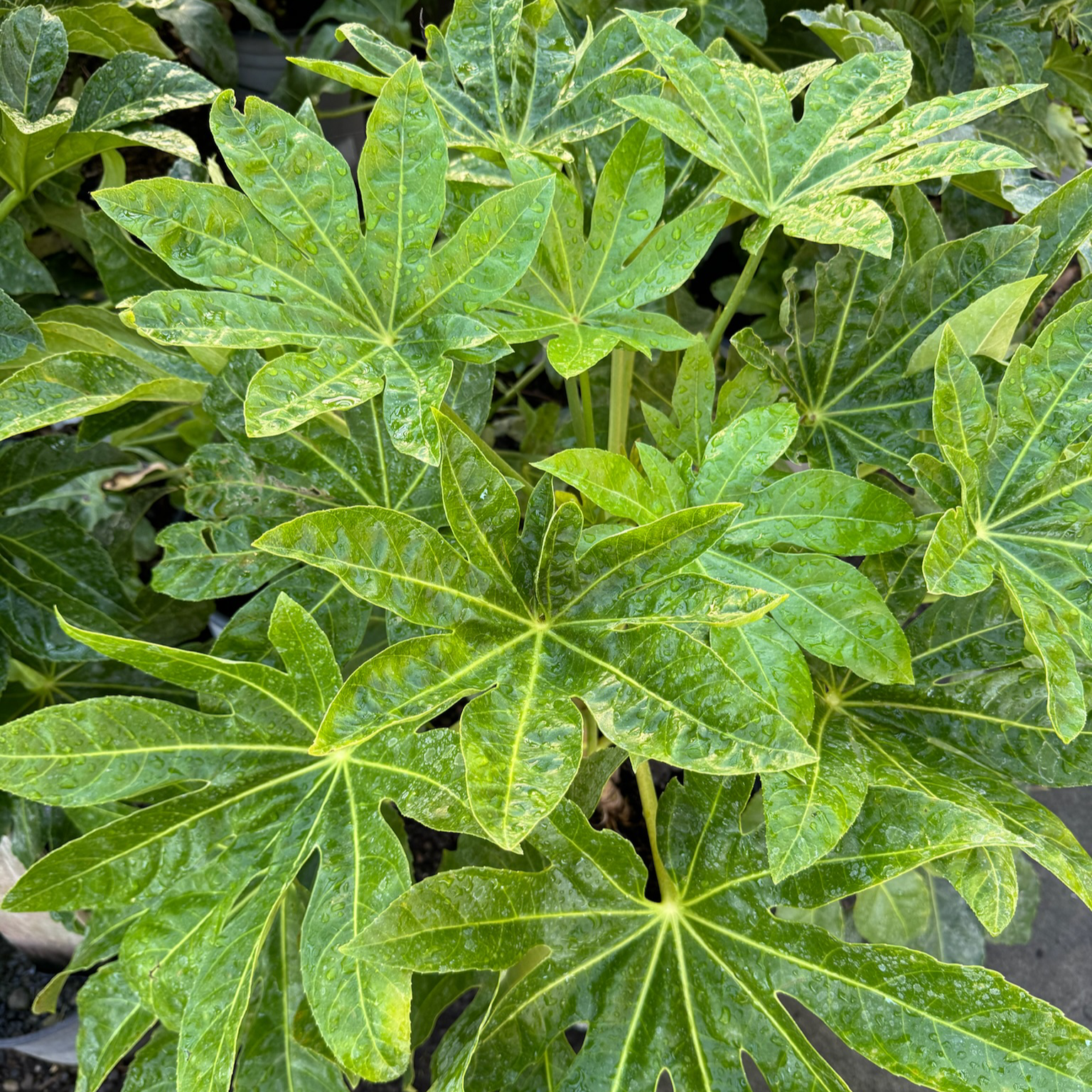Japanese Aralia