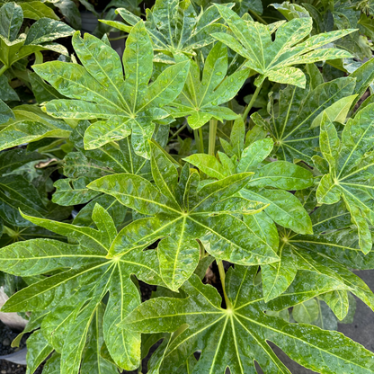 Evergreen Plant-Aglaonema