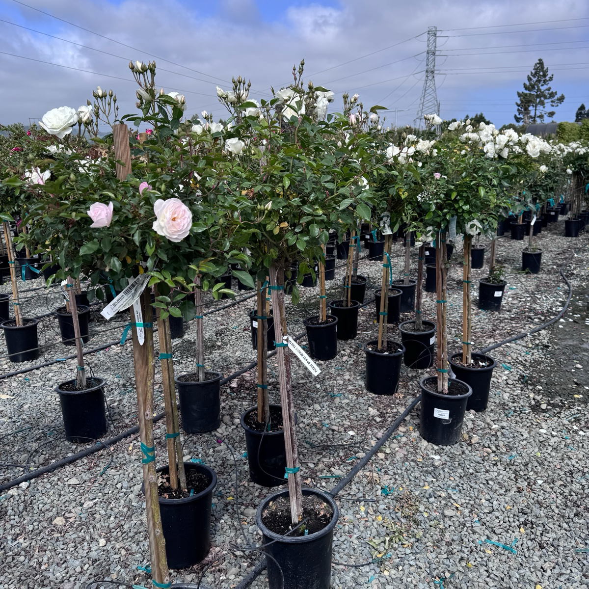 Iceberg Floribunda Rose