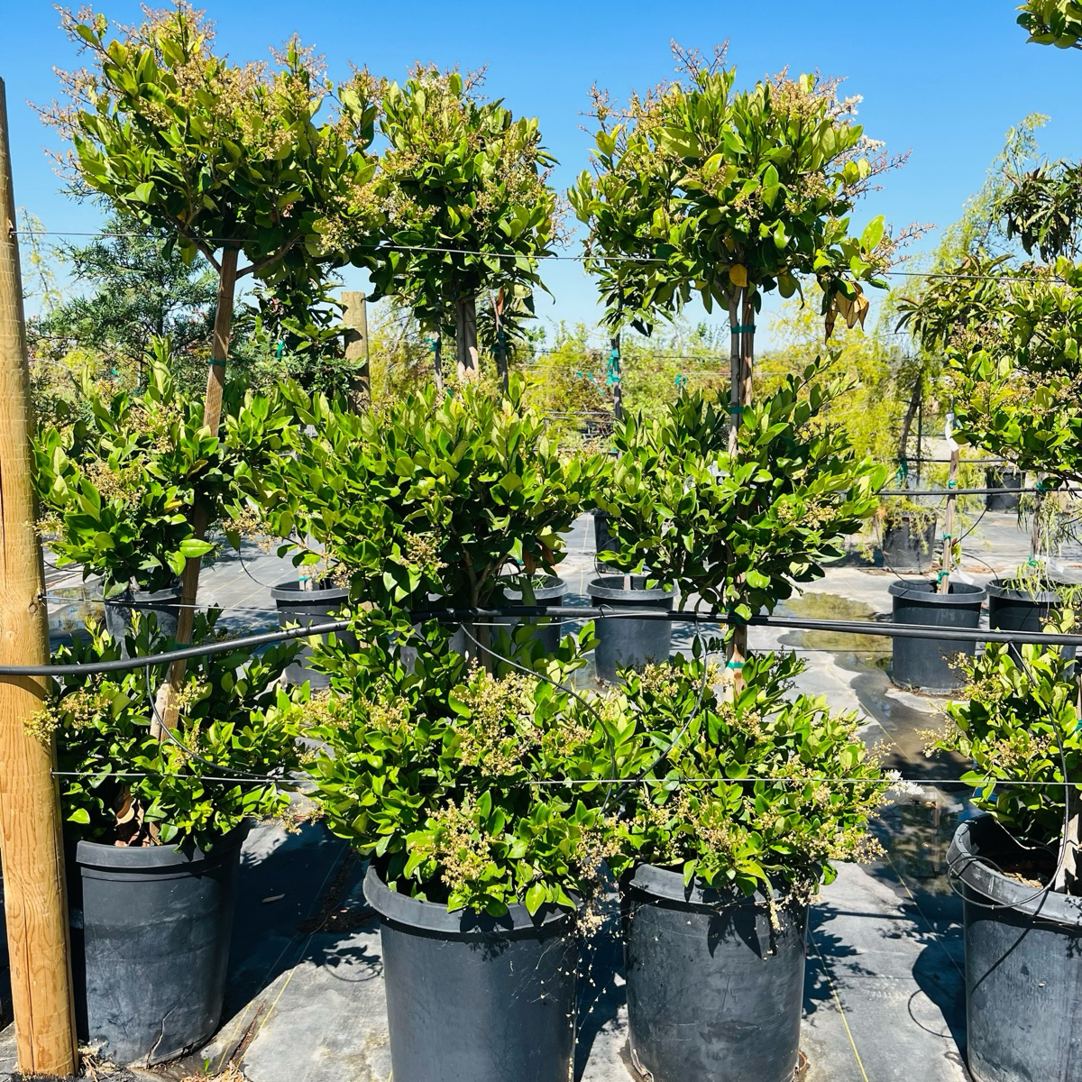 Japanese Ligustrum lucidum