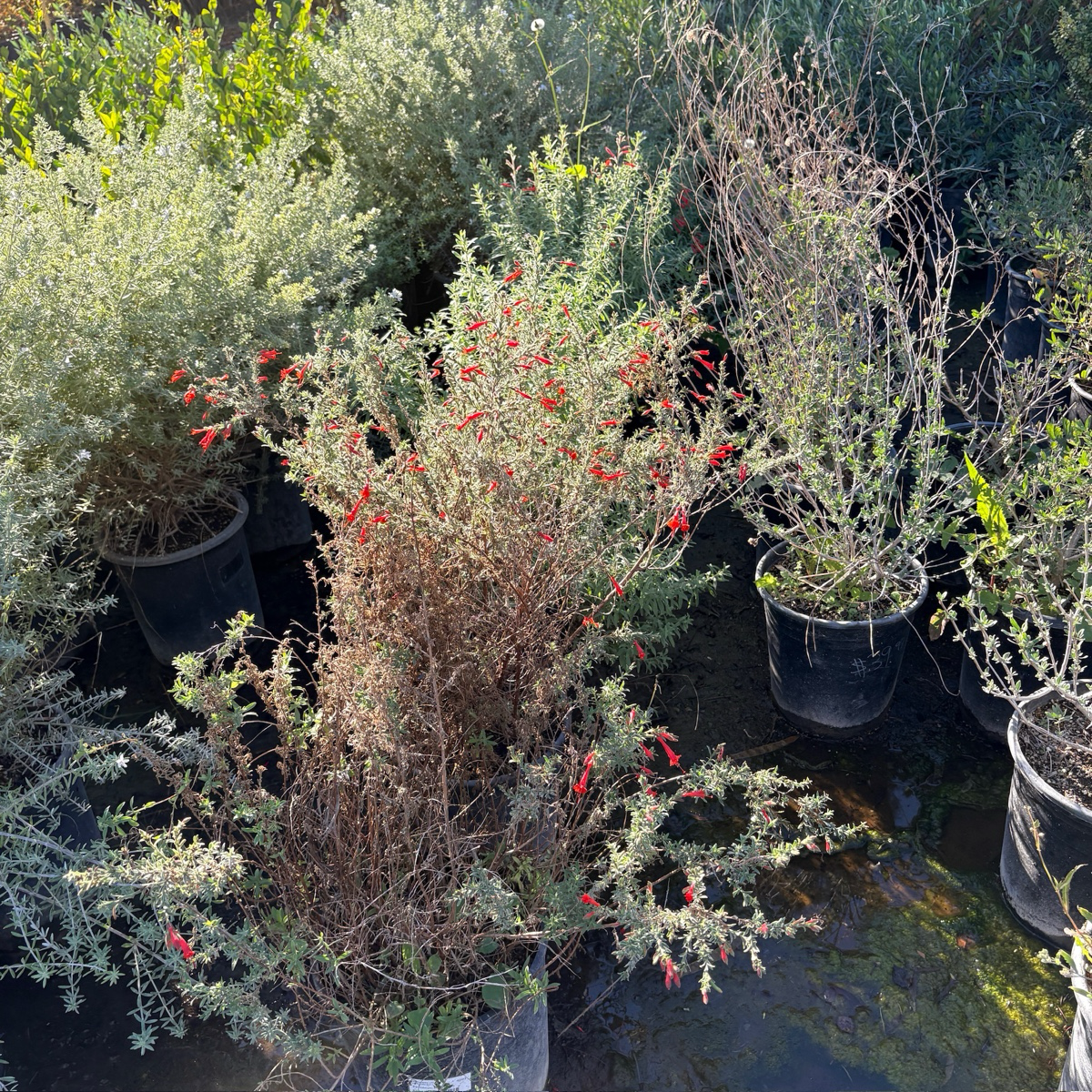 California Fuchsia