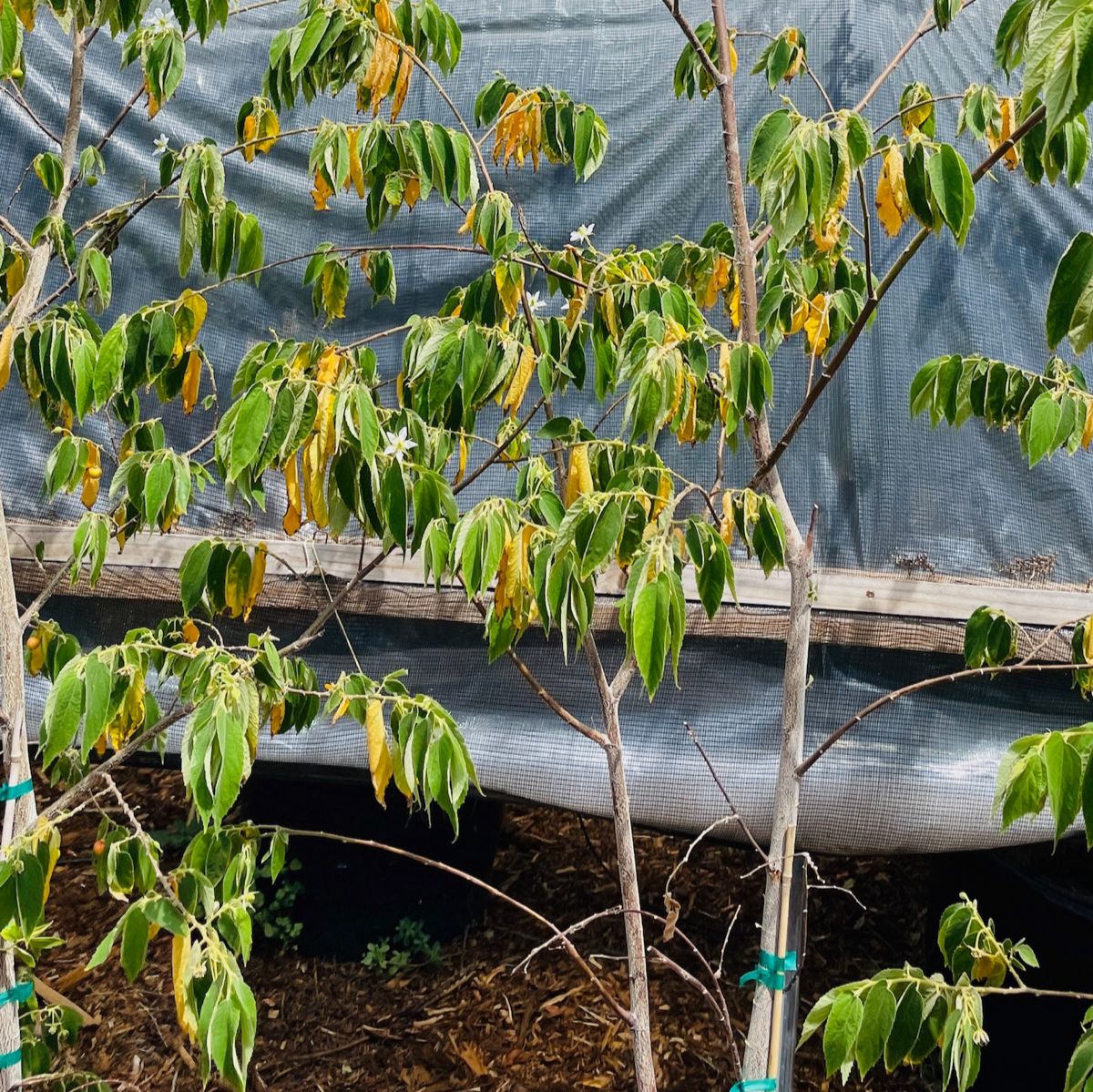 Rare fruit tree-Wending fruit