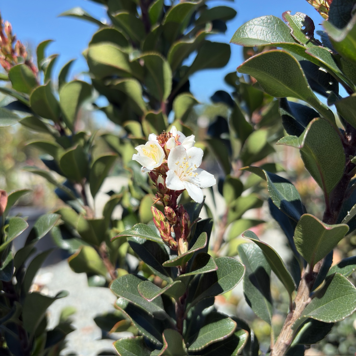 Pink Lady Indian Hawthorn
