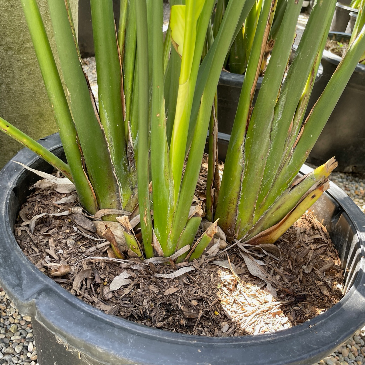 Bird Of Paradise