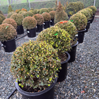 Green Beauty Boxwood