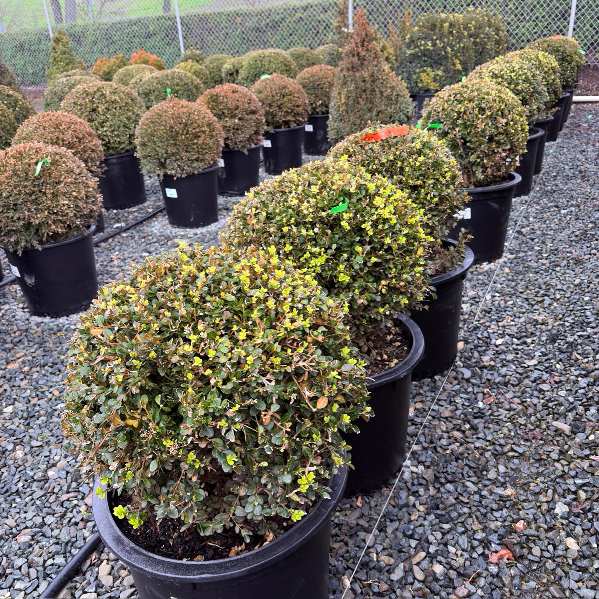 Green Beauty Boxwood