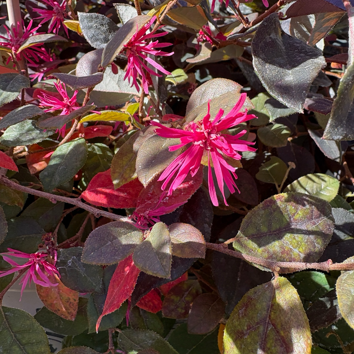 Evergreen Plant-Safflower