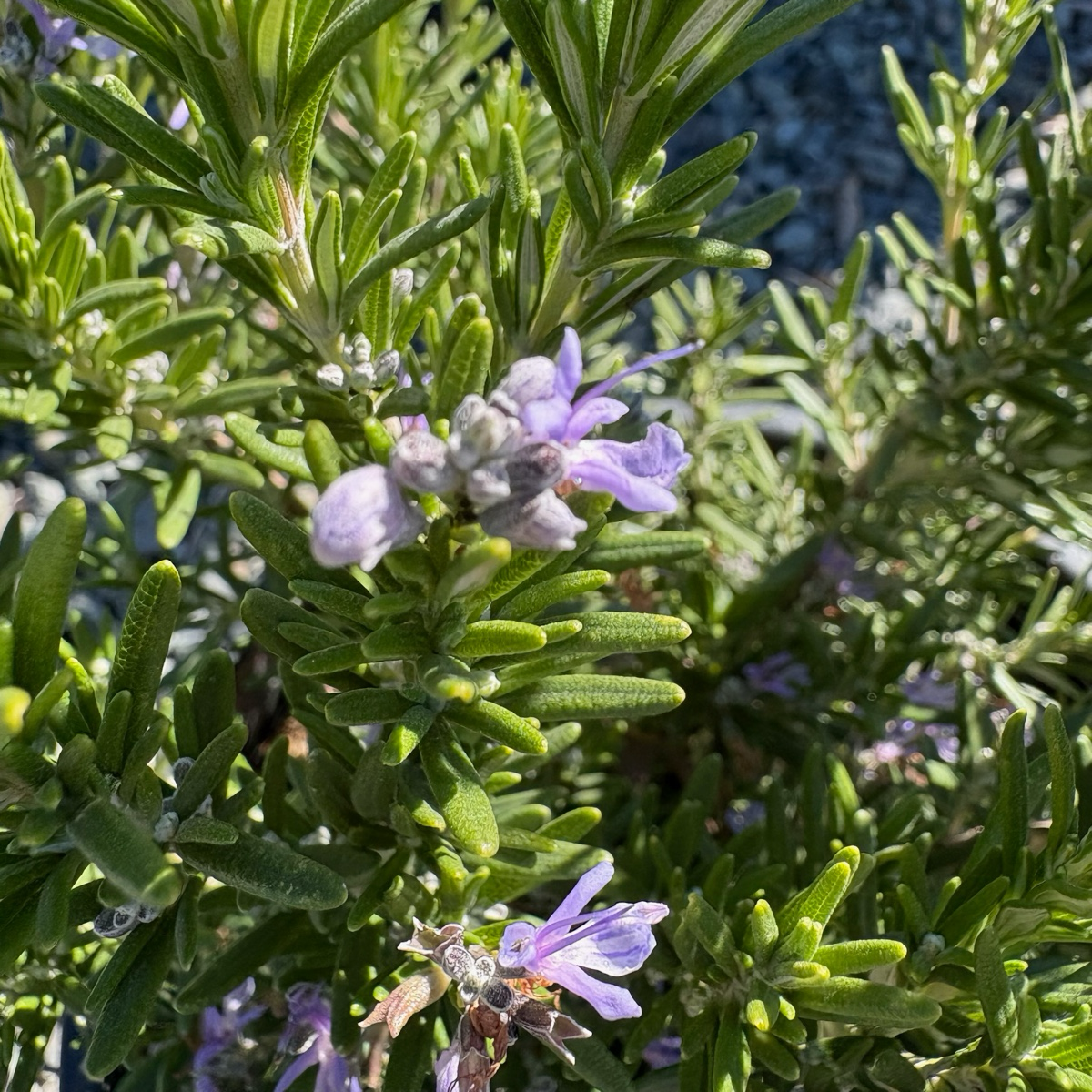 Barbeque Rosemary