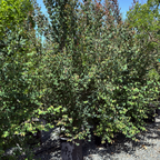 Japanese  Katsura Tree