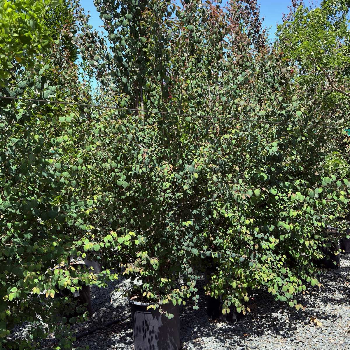 Japanese  Katsura Tree