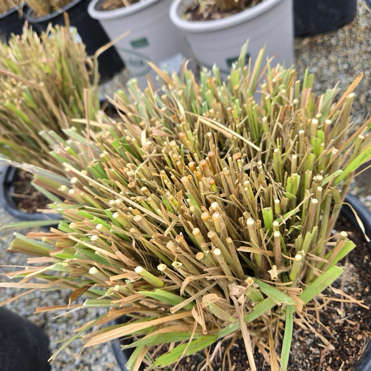 Red Fountain Grass