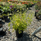 菊科-金叶小白菊