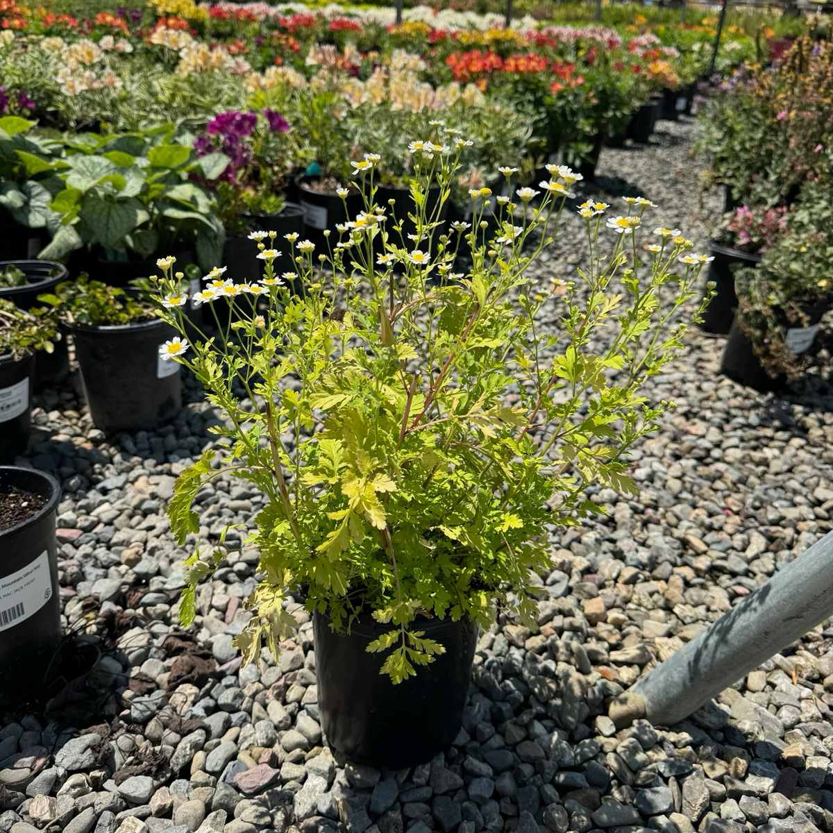 菊科-金叶小白菊