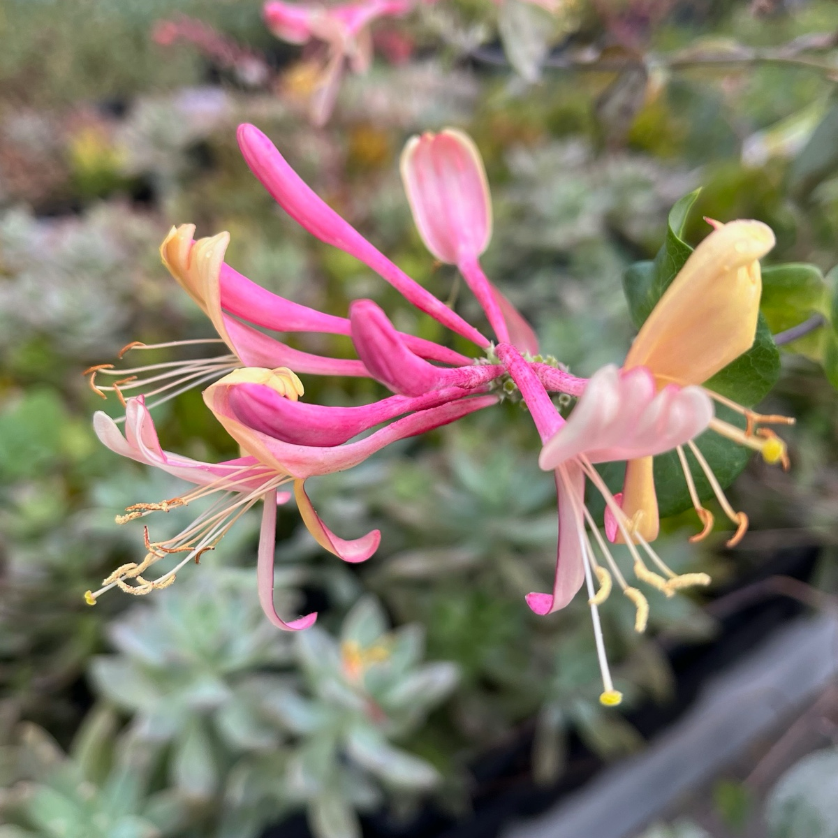 Lonicera pink lemonade