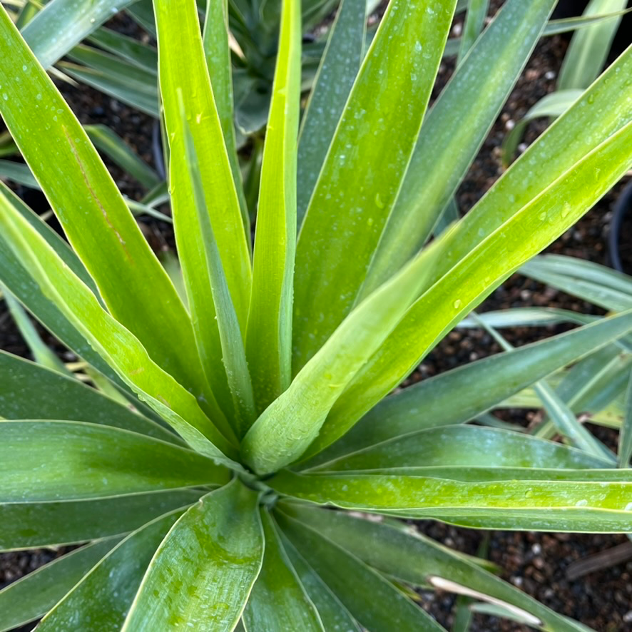 Spineless Giant Yucca