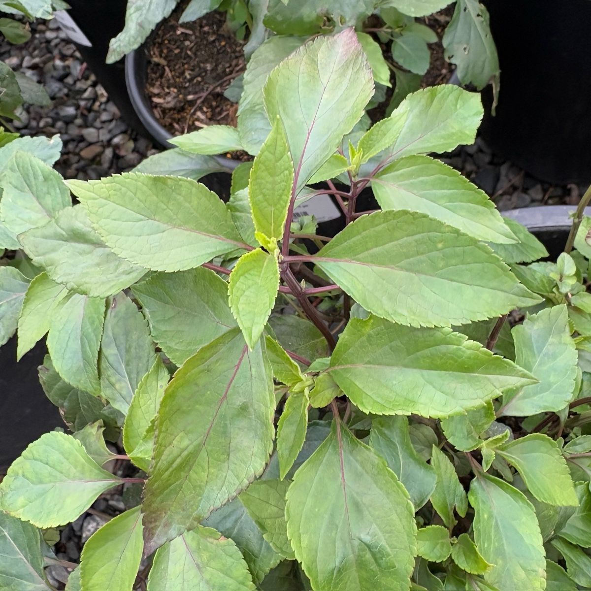 Ember's Wish Sage