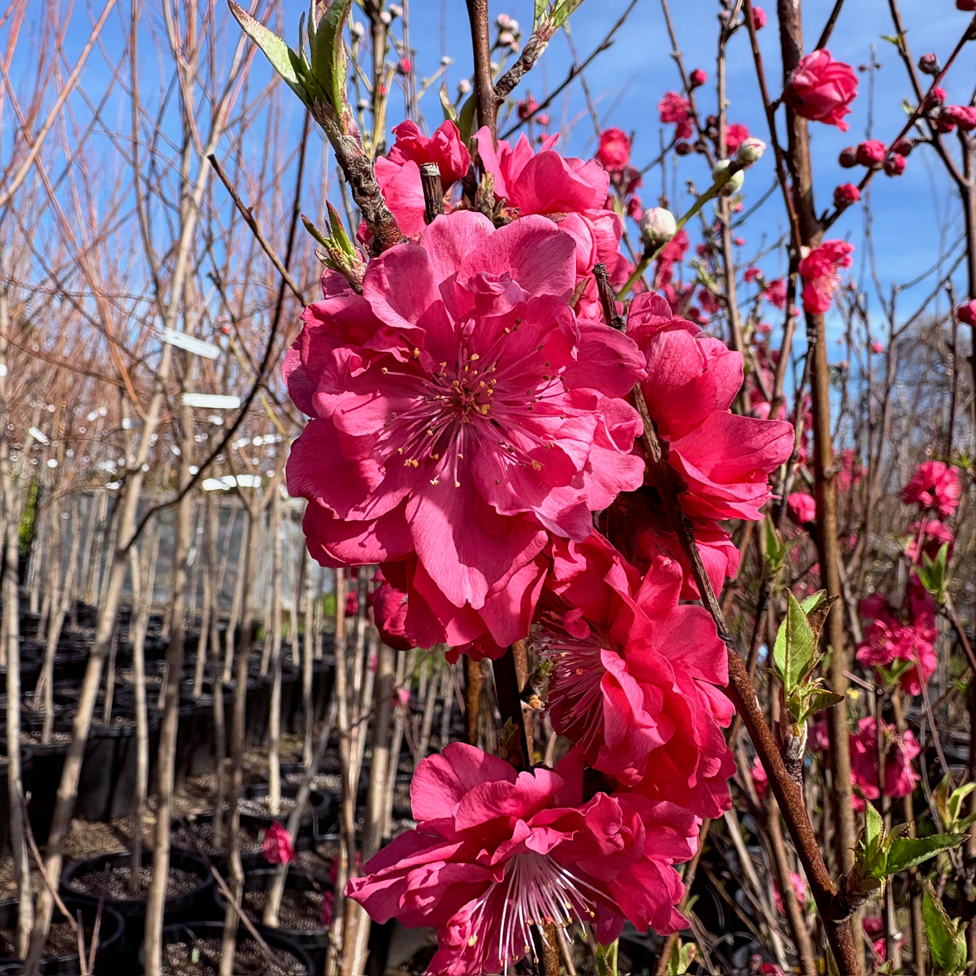 Red Flowering Preach