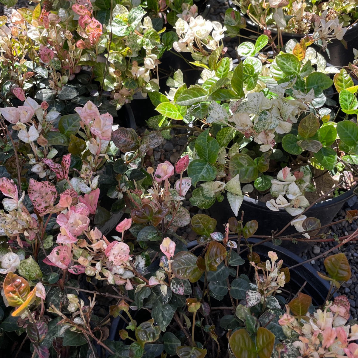 Trachelospermum jasminoides-Trachelospermum jasminoides