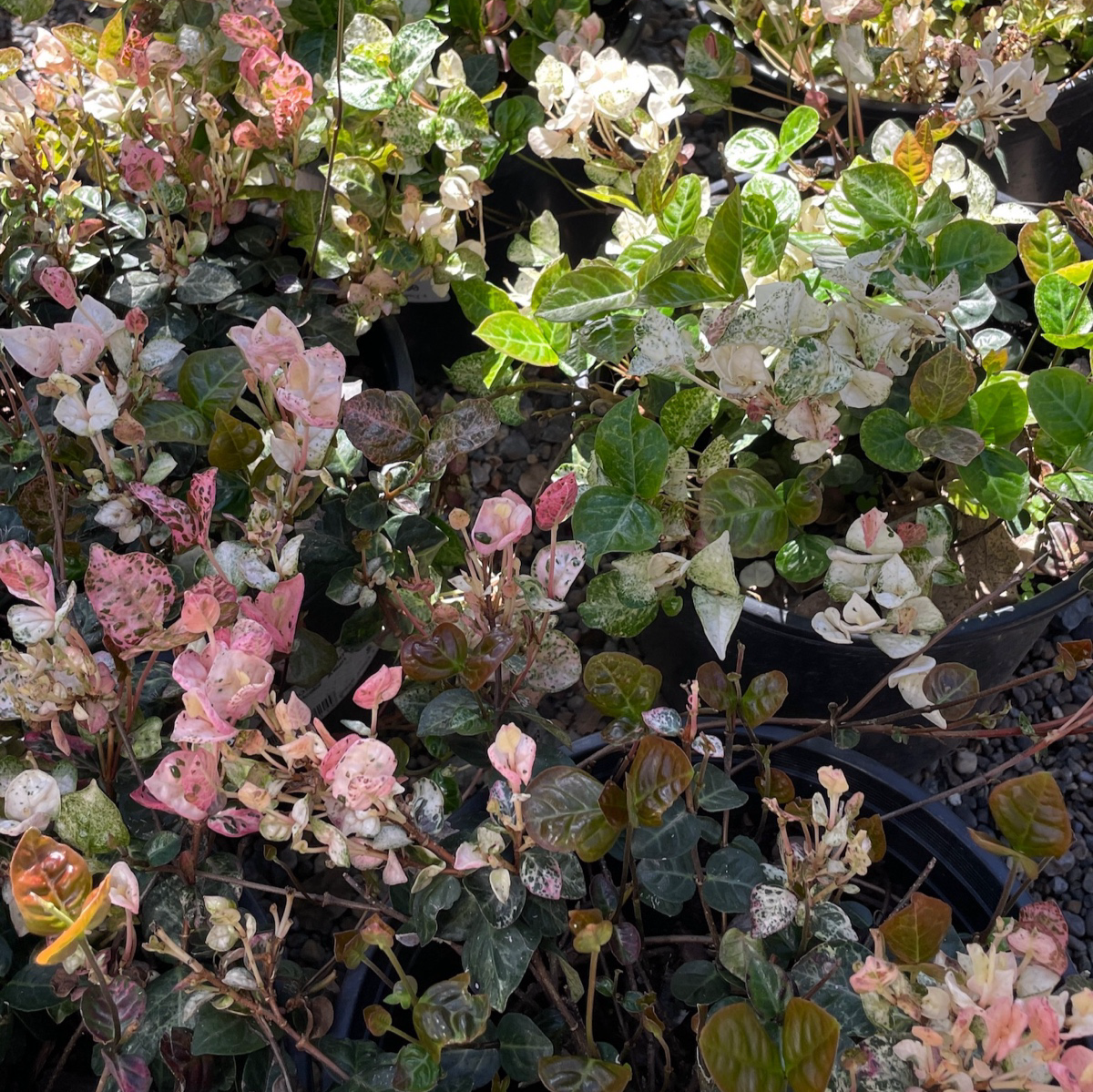Tricolor Asian Jasmine