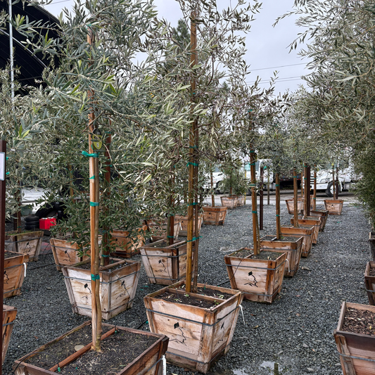 Swan Hill Olives®