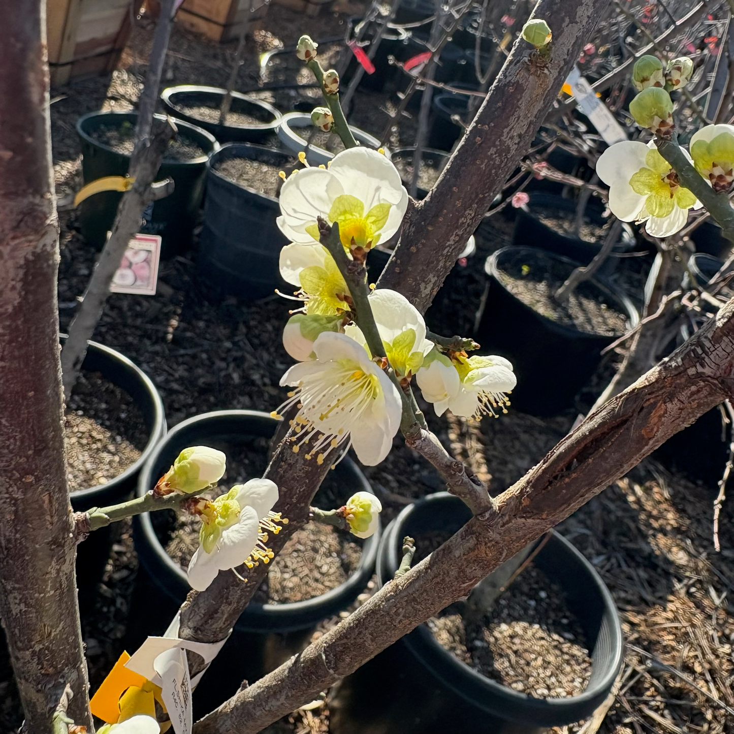 Green plum tree - Japanese green plum tree