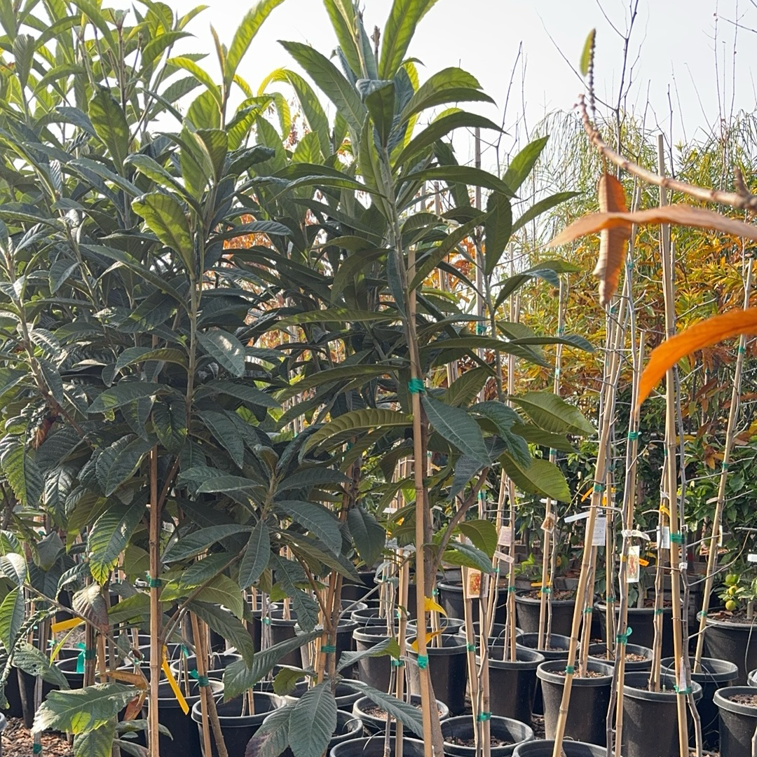 Gold Nugget Loquat /Chamgange Gold Nugget