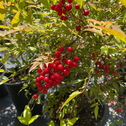 Nandina domestica 