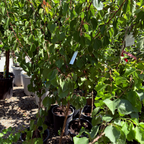 Apricot 3-in-1