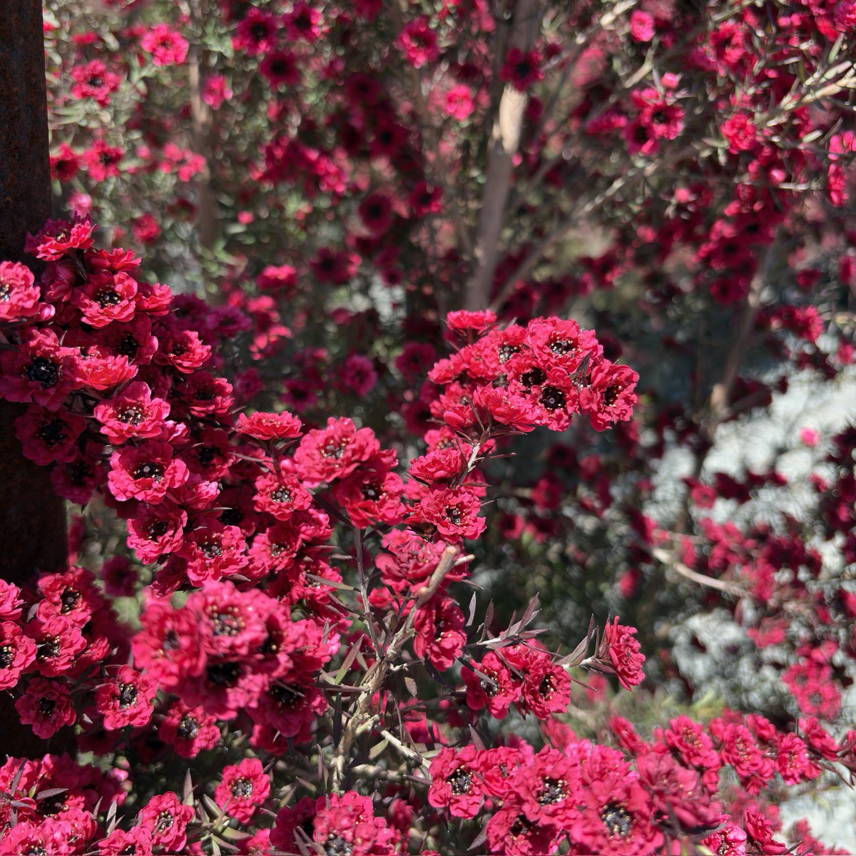 Ruby Glow New Zealand Tea Tree