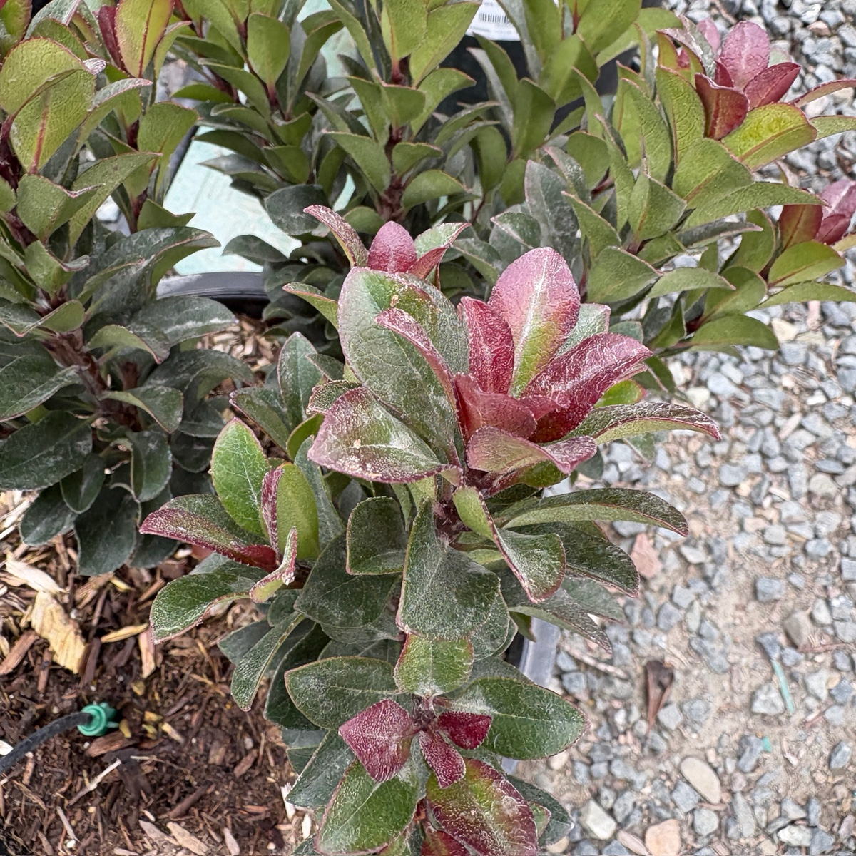 Pink Lady Indian Hawthorn