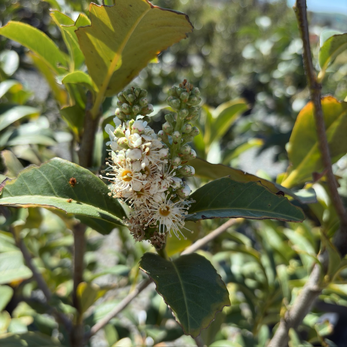English Laurel