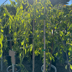 白花垂枝樱花