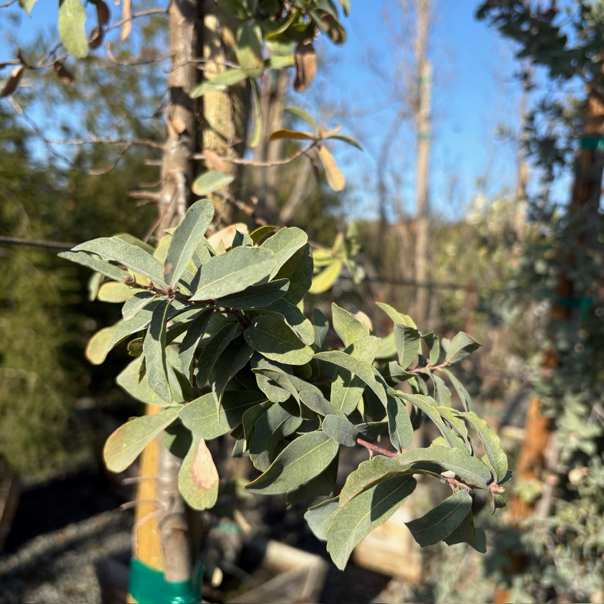 Mexican Blue Oak