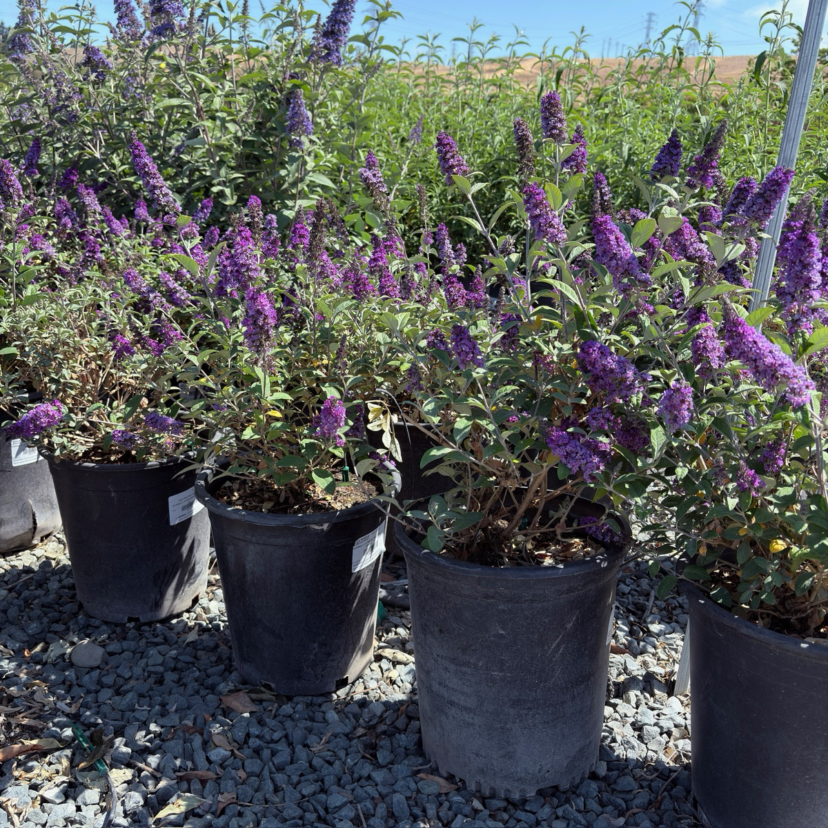 lue Chip Dwarf Butterfly Bush