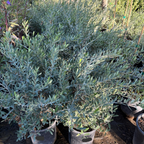 Fruitless Olive