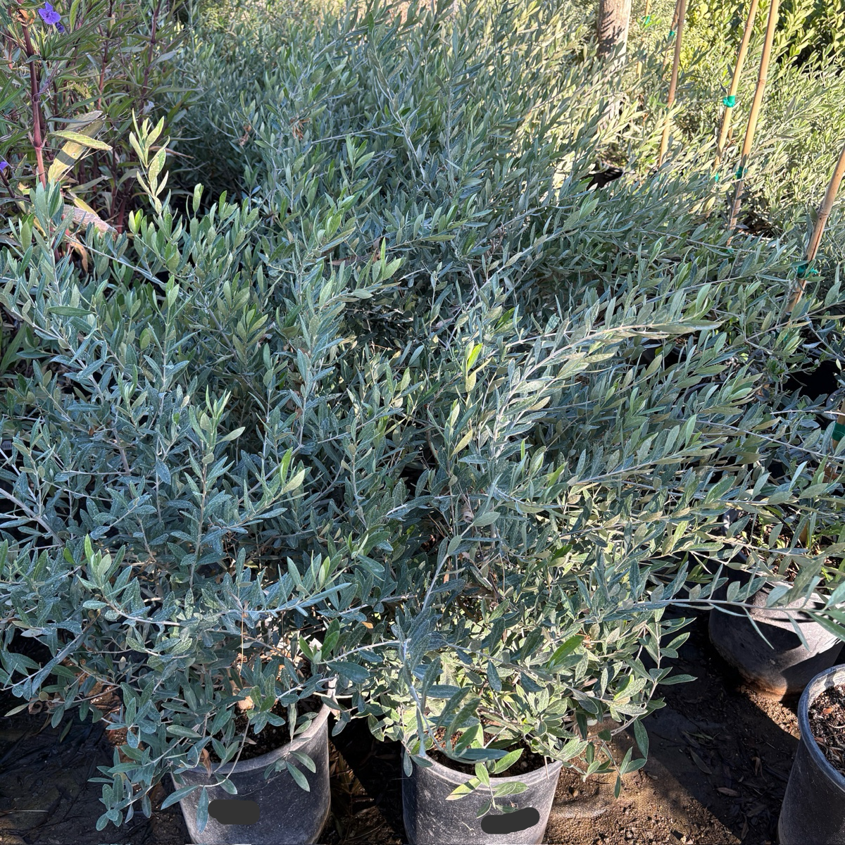 Fruitless Olive