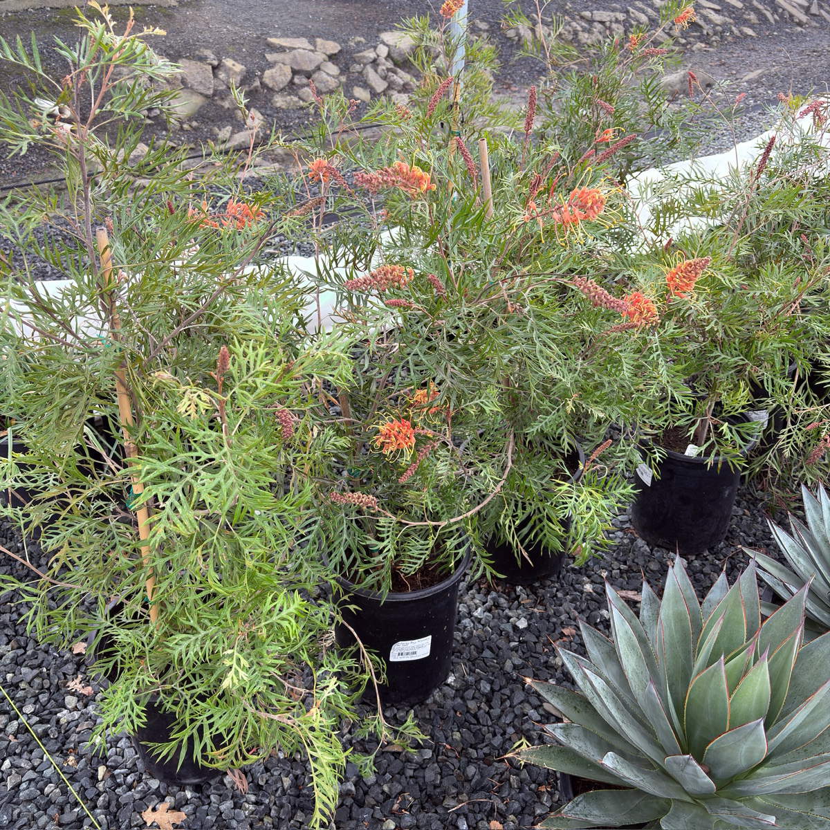 Superb Grevillea