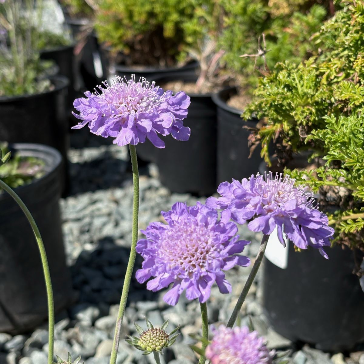 Butterfly Blue Pincushion Flower