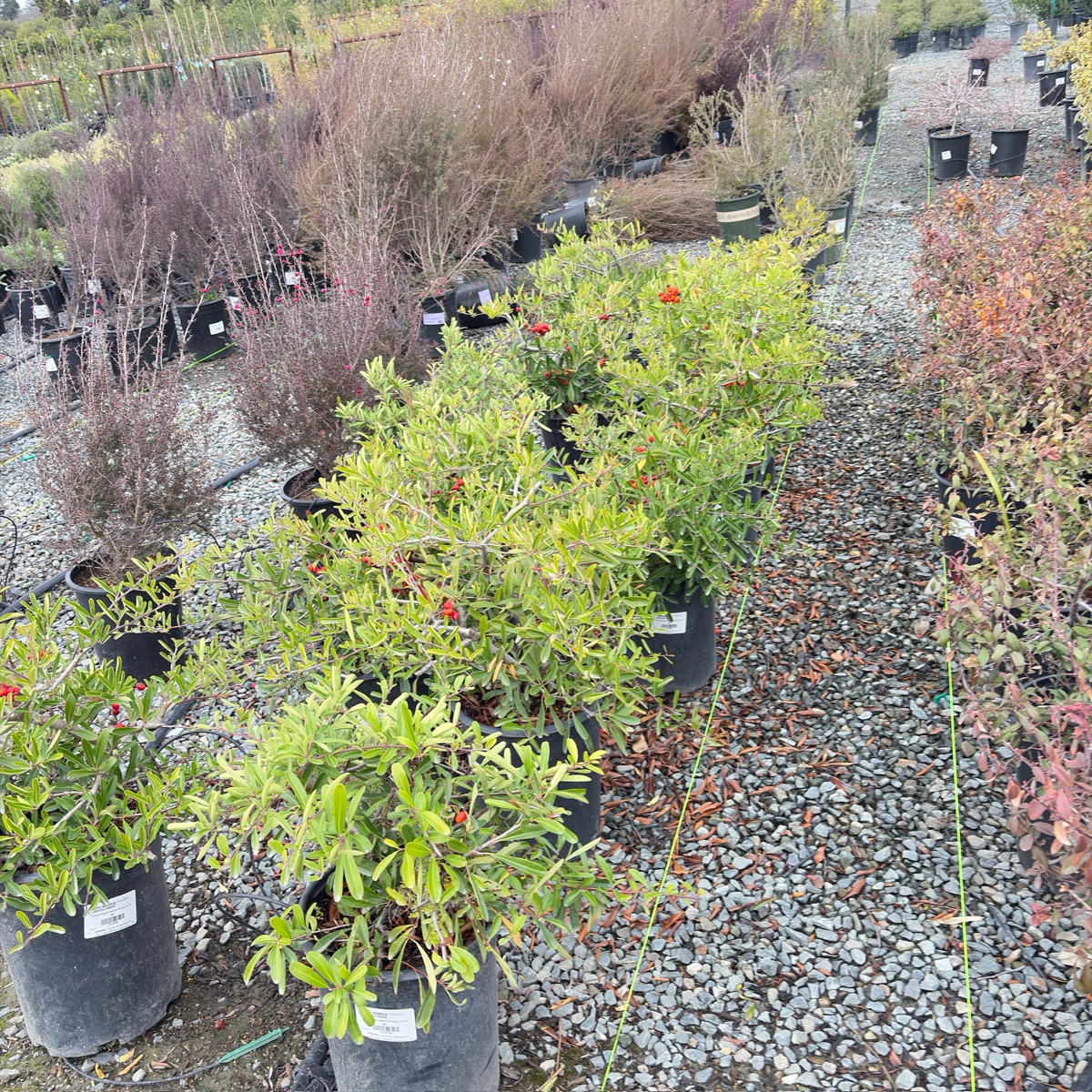 Formosa Firethorn