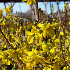 Magical® Gold Forsythia