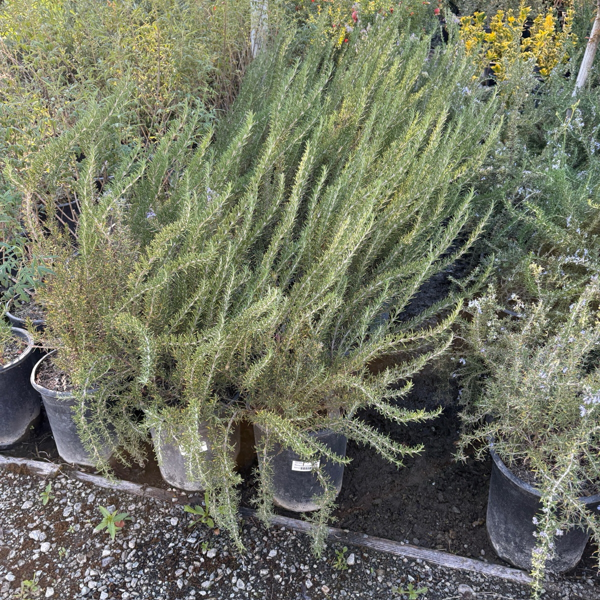 Tuscan Blue Rosemary 